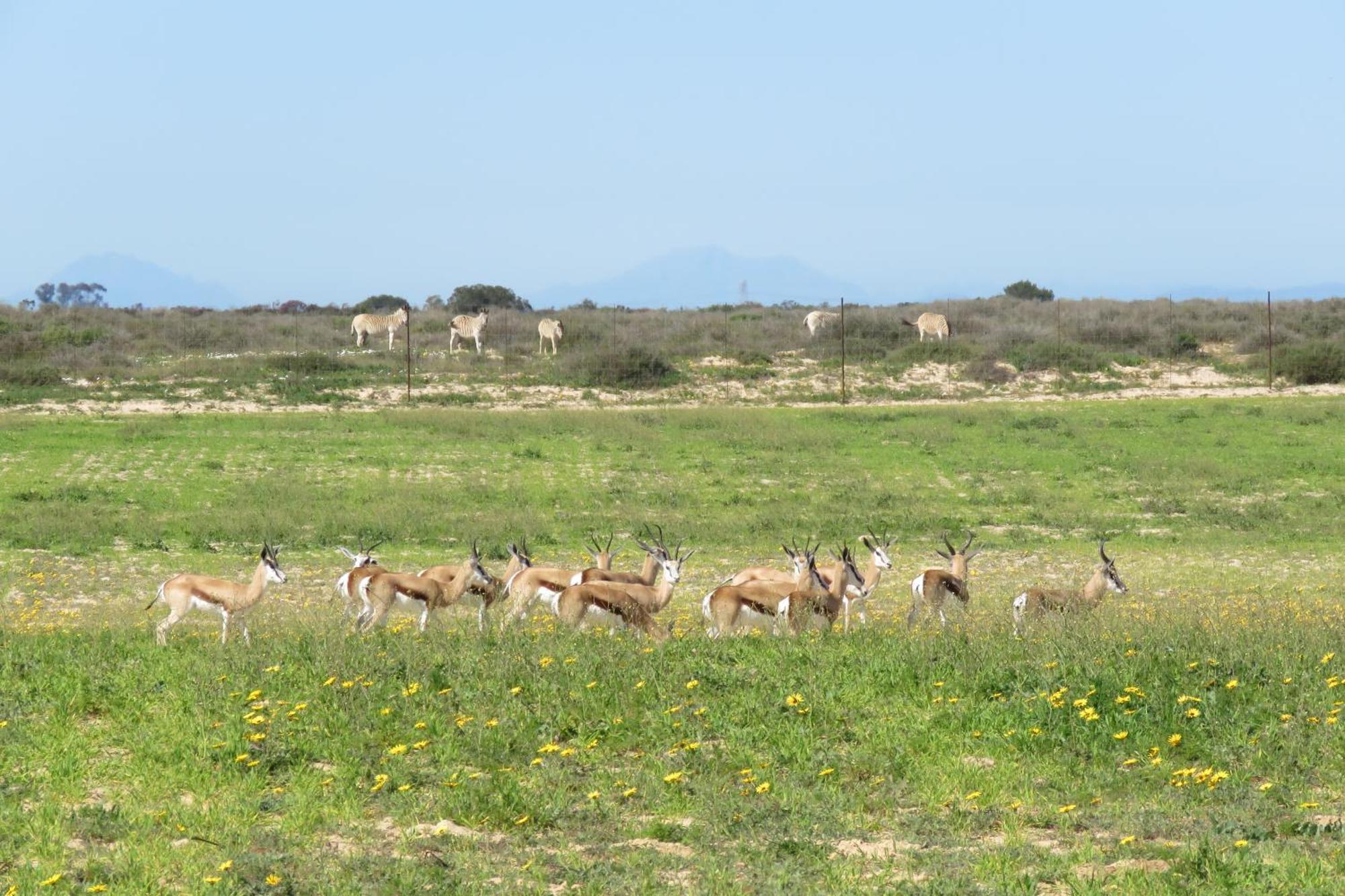 Lermitage Quagga Lodge - Chalets Velddrif Εξωτερικό φωτογραφία